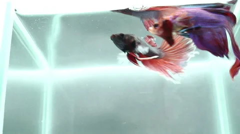 Betta fighting fish are fighting Stock Footage 49401309