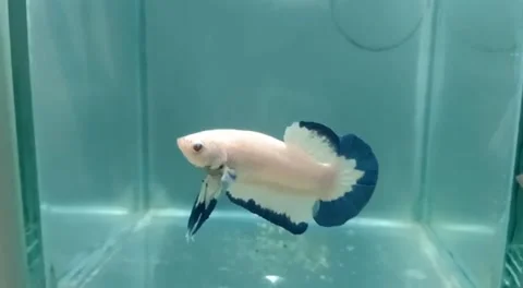Betta, fighting fish Stock Footage 230898755