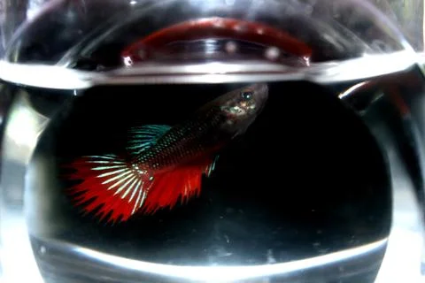Betta, fighting fish, or Siamese fighting fish are freshwater. Stock Photos