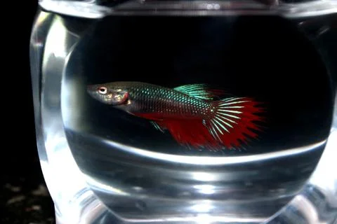 Betta, fighting fish, or Siamese fighting fish are freshwater. Stock Photos