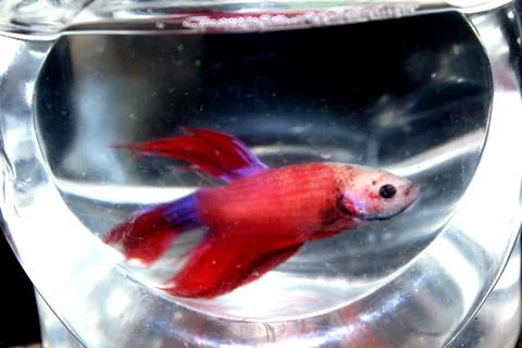 Betta, fighting fish, or Siamese fighting fish are freshwater. Foto stock