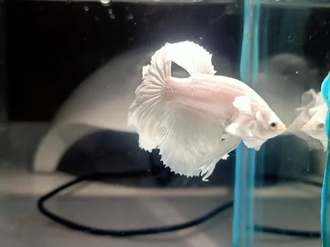 Betta, fighting fish Stock Photos