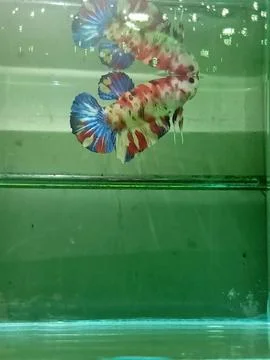 Betta, fighting fish Stock Photos