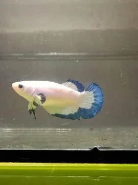 Betta, fighting fish Stock Photos
