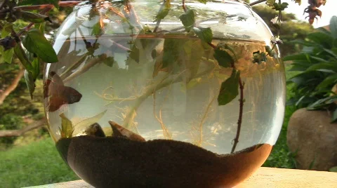 Betta fish 03 Video stock 628914