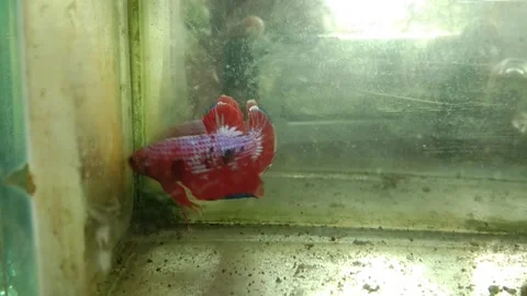 Betta fish Base Red Hellboy Stock Footage 170051053