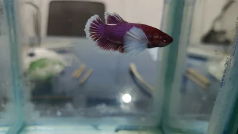 Betta Fish big ear Stock Footage 234353747