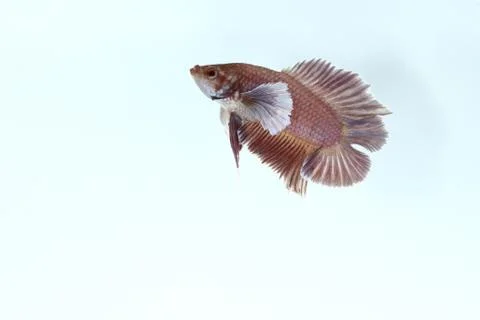 Betta fish (Big ear) Stock Photos