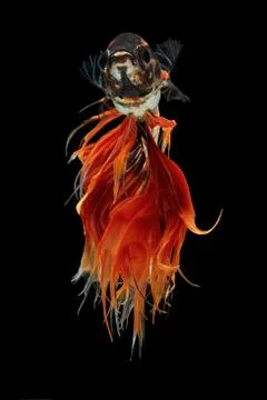 Betta fish on a black background Stock Photos