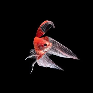 Betta fish on black Stock Photos