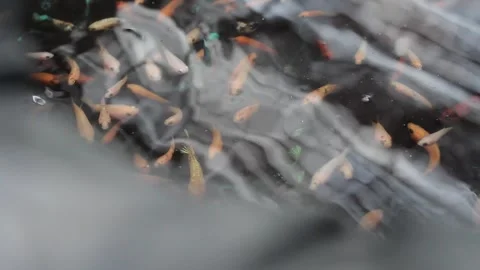 Betta fish breeding. Stock Footage 286097605