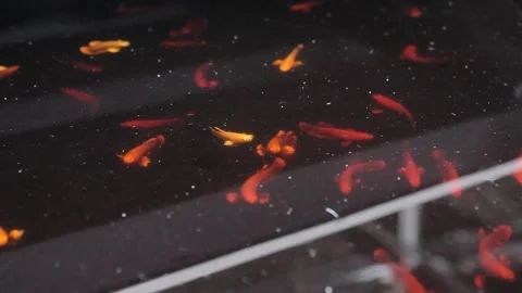 Betta fish breeding. Stock Footage 286097789