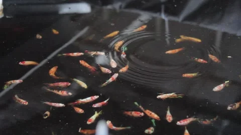 Betta fish breeding. Stock Footage 286098553