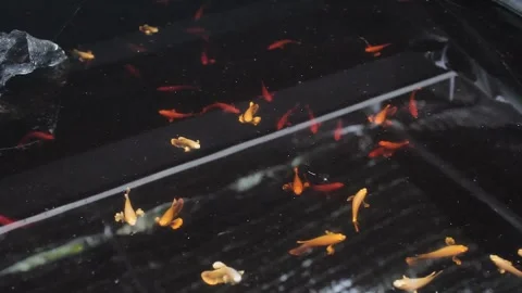 Betta fish breeding. Stock Footage 286098631