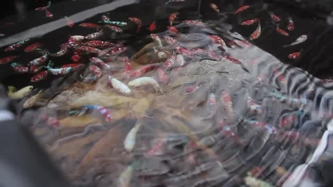 Betta fish breeding. Stock Footage 286099332