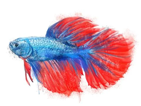 Betta fish character blue body red fin white isolated background with water Stock Illustration