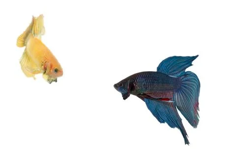Betta fish couple Stock Photos