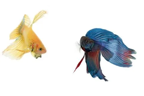 Betta fish couple Stock Photos