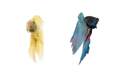 Betta fish couple Stock Photos