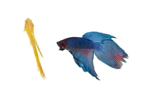 Betta fish couple Stock Photos