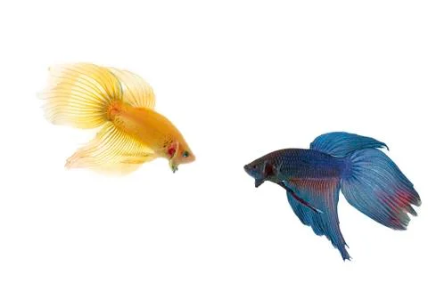 Betta fish couple Stock Photos