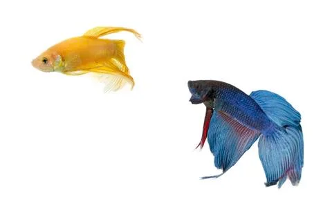 Betta fish couple Stock Photos