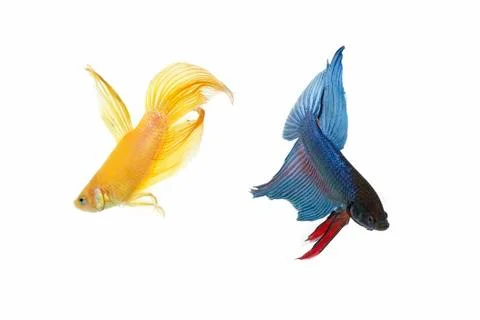 Betta fish couple Stock Photos