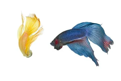 Betta fish couple Stock Photos