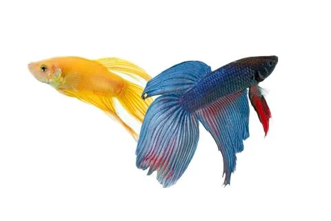 Betta fish couple Stock Photos