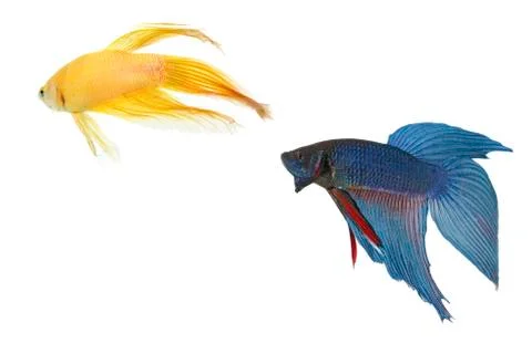 Betta fish couple Stock Photos