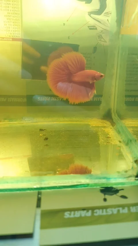 Betta fish / cupang Halfmoon red Stock Footage 234355837