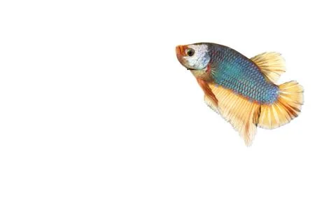 Betta fish (dragon form) Photos