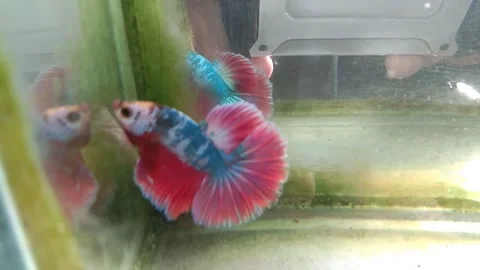 Betta fish fancy halfmoon Stock Footage 170049726