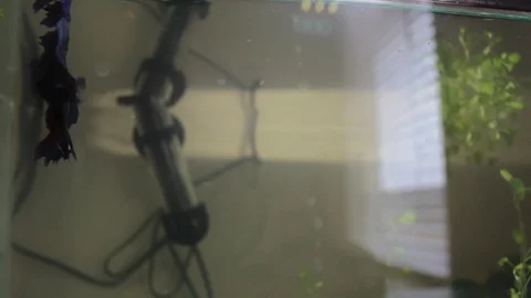 Betta fish 库存影片 90237378