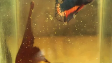 Betta fish  Stock Footage 155533004