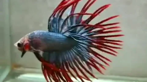 Betta fish Stock Footage 202198075
