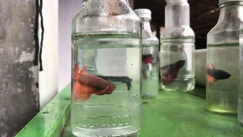 Betta fish Stock Footage 236636057