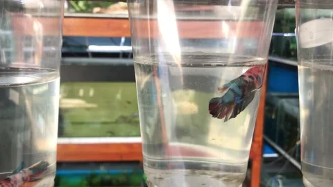 Betta fish Stock Footage 239026893