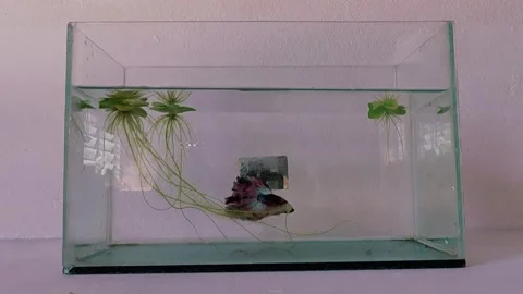 Betta fish 库存影片 249516580