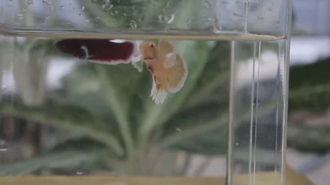 Betta fish Stock Footage 286097573