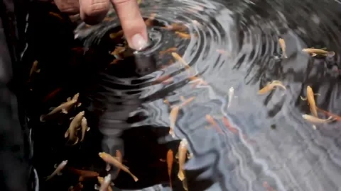 Betta fish Stock Footage 286098557