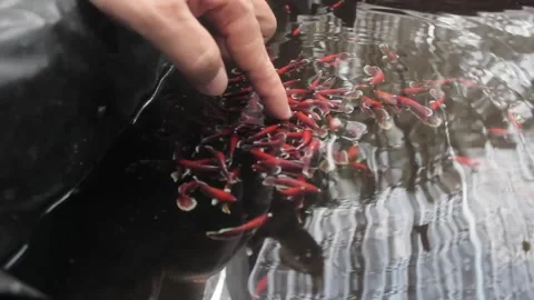 Betta fish Stock Footage 286098632