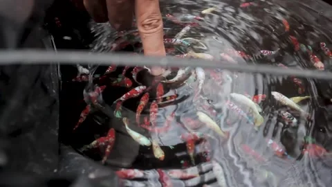 Betta fish Stock Footage 286098775