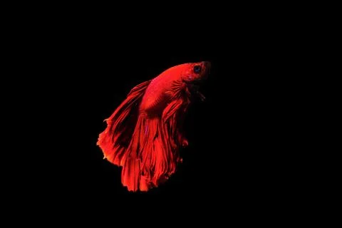 Betta fish Halfmoon Betta  moving moment beautiful  fish in thailand Stock Photos