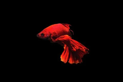 Betta fish Halfmoon Betta  moving moment beautiful  fish in thailand Stock Photos