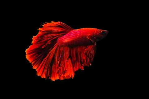 Betta fish Halfmoon Betta  moving moment beautiful  fish in thailand Foto stock