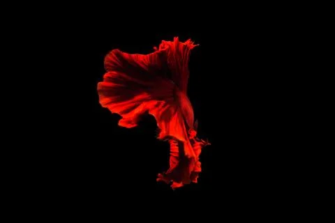 Betta fish Halfmoon Betta  moving moment beautiful  fish in thailand Stock Photos