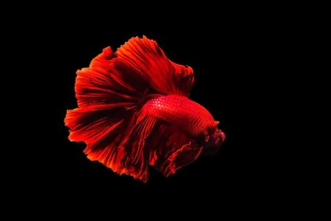Betta fish Halfmoon Betta  moving moment beautiful  fish in thailand Stock Photos