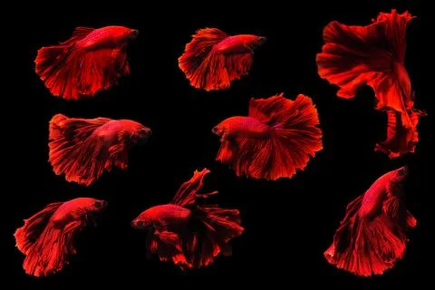 Betta fish Halfmoon Betta  moving moment beautiful  fish in thailand Stock Photos