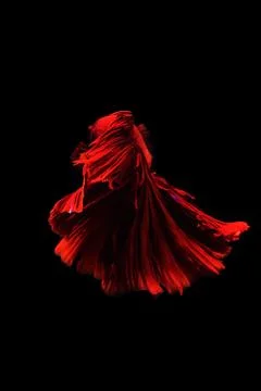 Betta fish Halfmoon Betta  moving moment beautiful  fish in thailand Stock Photos